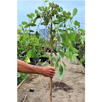 WIERZBA IWA Pendula zwisajaca Pakiet 5 sztuk żywopłot - sadzonki 140 / 160 cm